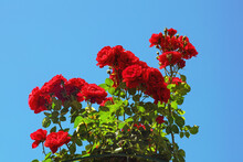Beautiful Red Flowers Of Rose Against Blue Sky On Sunny Day