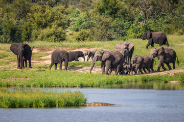 Wild african elephant close up, Botswana, Africa