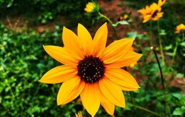 yellow sunflower in the garden