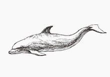 Vector Hand Drawn Illustration Of Dolphin Isolated On White. Sketch Of Wild Sea Animal For Print On Clothes. Underwater World.