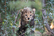 Endagered Baby Cheetah Cub