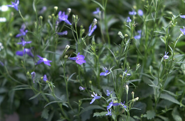 Wall Mural - natural background of blue flowers and leaves