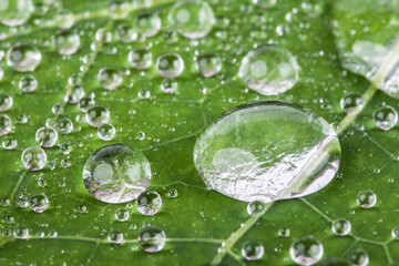 Water drops on green fresh leaf macro