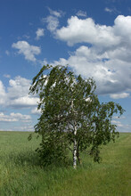 One Single Birch Tree In The Middle Of A Field Against A Blue Sky And White Clouds.