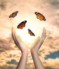 Woman Releasing Butterflies Against Beautiful Sky Outdoors, Closeup. Freedom Concept