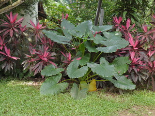 Sri Lanka