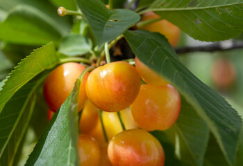 New yellow ripe cherries on branch