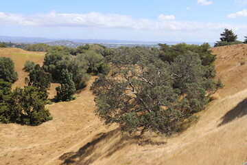 Wall Mural - Colline Maungakiekie, parc Cornwall à Auckland, Nouvelle Zélande	