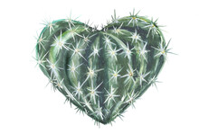 Heart Shaped Cactus Painted By Watercolor Isolated On White