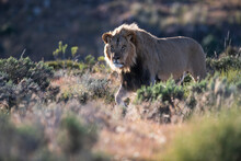 Male Lion Walking Through Karoo Scrubveld
