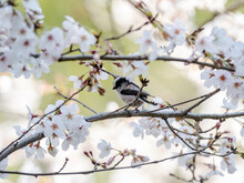 Long Tailed Bush Tit Perched In Cherry Blossoms 6
