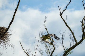 White stork (Ciconia ciconia) taking off from his nest spreading his wings on a partly cloudy day