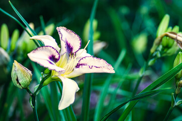 Poster - A proud lily

Close up of a white and violet lily on a large meadow