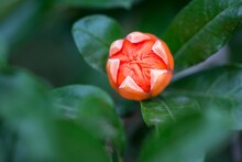 Cute Round Bright Orange Pomegranate Flower With Leaves #3