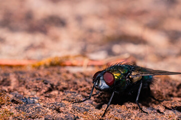 Wall Mural - Green bottle fly on stone

A colorful green bottle fly sits on a stone.