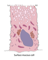 Diagram of surface mucous cell from the bat stomach