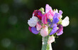  Lathyrus odoratus sweet pea flowers