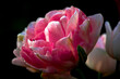 różowy tulipan w ogrodzie 