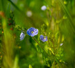 Niebieskie polne kwiaty 