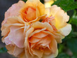 Beautiful macro of a blooming orange rose rose
