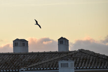 Seagull Over Rooftop At Dusk In Lagos, Portugal