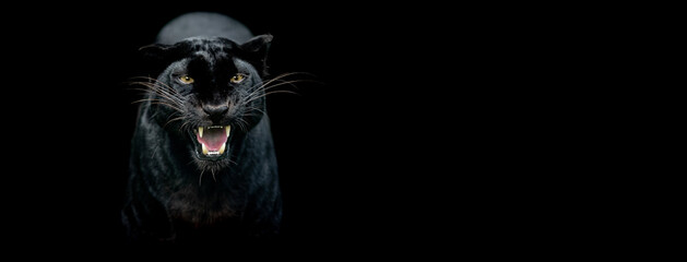 Leinwandbilder - Template of a Black panther with a black background