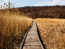 Pathway Through The Appalachian Trail In Autumn, New York 