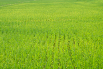 Selective focus nature green grass rice field agriculture scenery landscape background