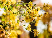 Yellow Fall Flowers 