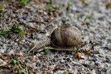 Fototapeta Na sufit - snail on a stone moves slowly.  Мotion