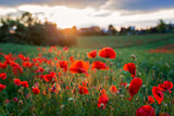 Fototapeta  - Poppies on sunset in beautiful countryside