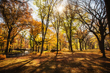 Autumn In Central Park, New York City 