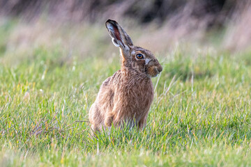 European brown hare (Lepus europaeus) in a sunlight spring field