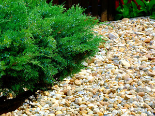 Garden with smooth river rocks and  small green juniper shrub or bush. selective focus. simple and low maintenance landscaping concept. blurred background. bright green evergreen plant