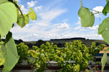 Poster - leichte Wolken über Weinbergen