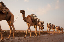Caravan Of Camels Walking Across Desert In Danakil Depression At Sunrise, Bringing Salt For Sale From Salt Mining Plain In Ethiopia
