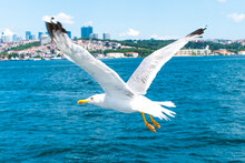 Seagull Flying Above The Sea. Seagull Flying Over The Bosphorus