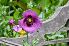 Purple Poppy In A Park With A Bee