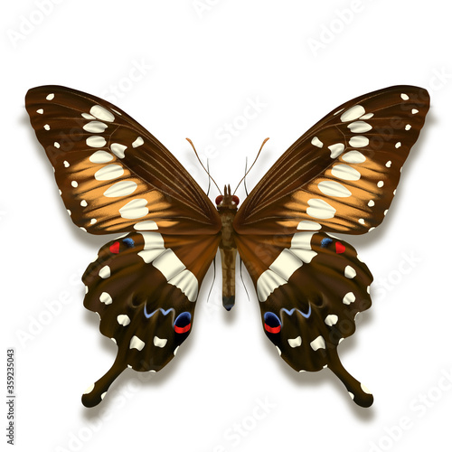 Fotografía Western emperor swallowtail butterfly with with black brown velvet wings and whi