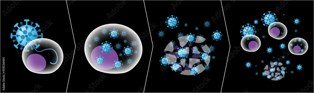 Stages of viral replication cycle in a human cell; viral RNA injection ...