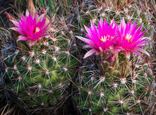 Beautiful Pink Cactus Flowers.