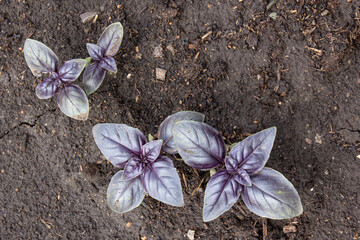 basil plants in garden