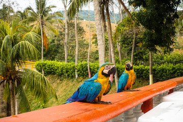 Two blue and yellow macaws, wild parrots in the garden are lookling for food. Colombia 