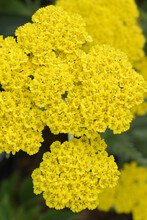 Vertical Closeup Of The Bright Yellow Flowers Of 'Moonshine' Yarrow (Achillea 'Moonshine')