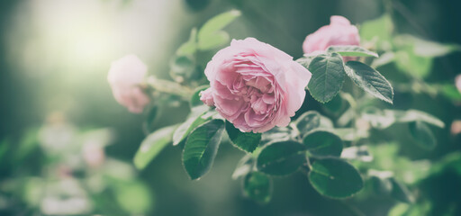 Wall Mural - beautiful pink bush rose in vintage and retro style, banner. delicate natural background border. sof