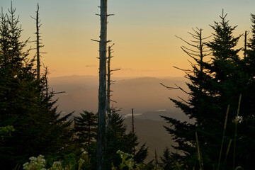 Foggy sunset through forest in Great Smoky Mountains
