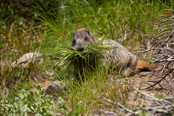 Closeup of a marmot busy at work at Mt Rainier National Park in Washington state
