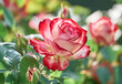 Rose flower bloom on a background of blurry red roses in a roses garden. 