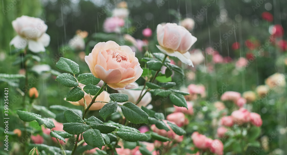 Blurry Roses Rose flower bloom on a background of blurry red roses in a roses garden ...