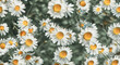Chamomile flower blooming on a background of blurry flowers of chamomile.
